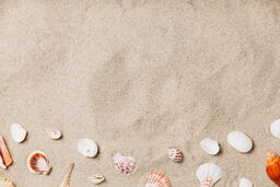 Sea Shells on Sandy Beach  image 12