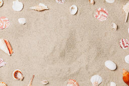 Sea Shells on Sandy Beach  image 6