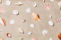 Sea Shells on Sandy Beach  image 5