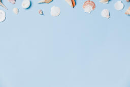 Sea Shells on Blue Background  image 16