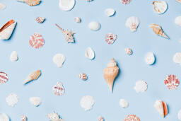 Sea Shells on Blue Background  image 3