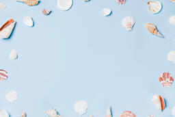 Sea Shells on Blue Background  image 9