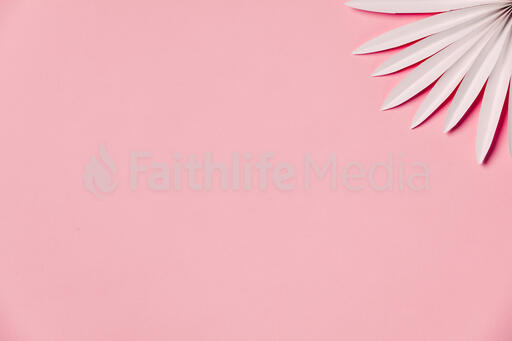 White Palm on Pink Background