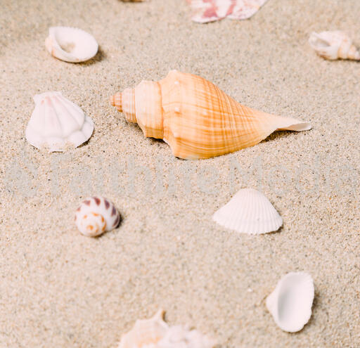 Sea Shells on Sandy Beach