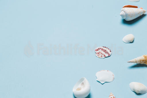 Sea Shells on Blue Background