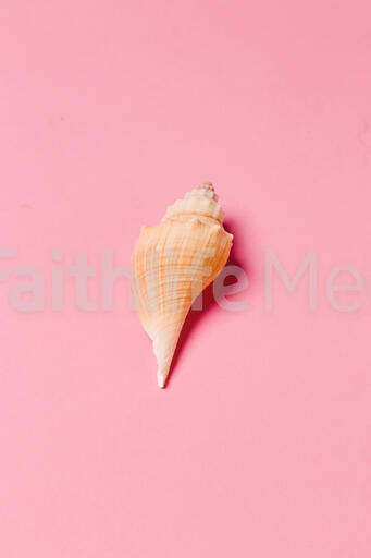 Sea Shell on Pink Background