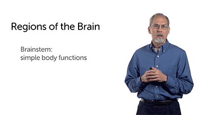 Three Main Parts of the Human Brain