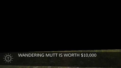 Wandering mutt is worth $10,000