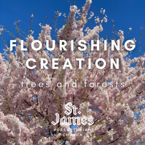 Flourishing Creation: Forests