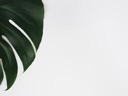 Monstera Leaf on White Background  image 2