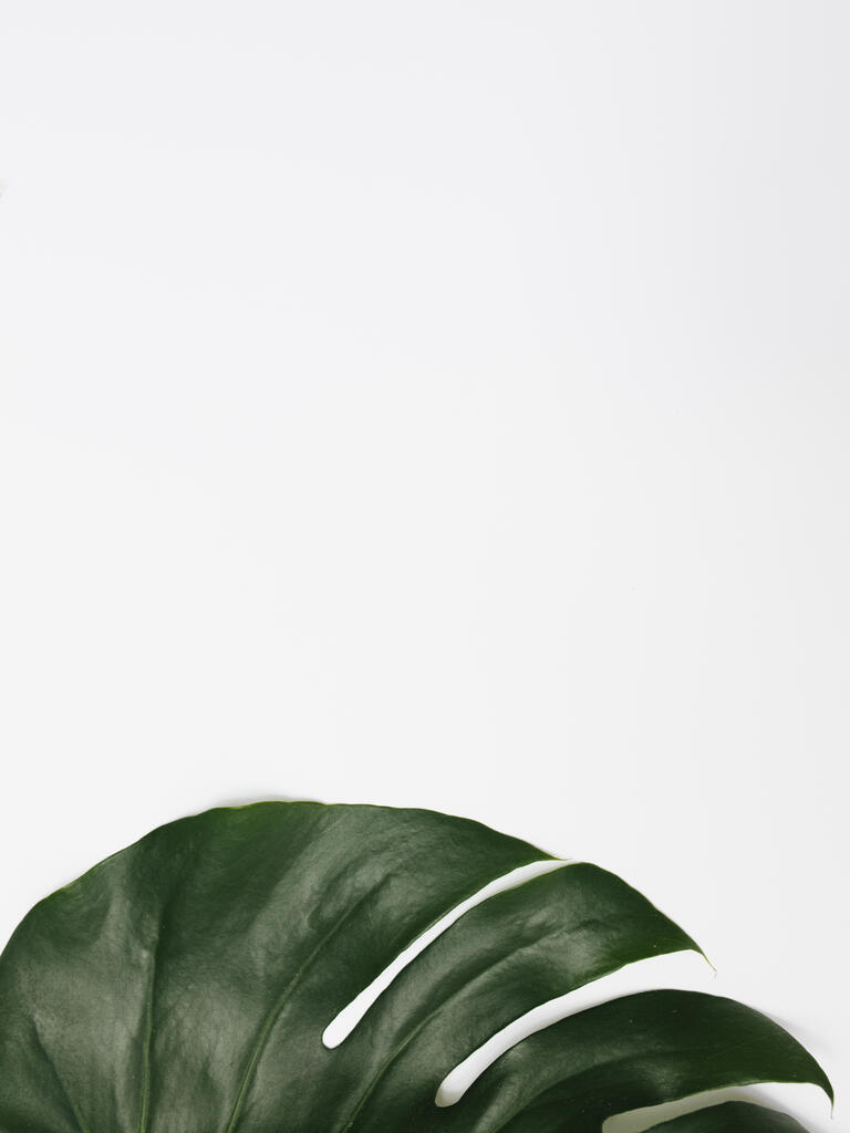Monstera Leaf on White Background large preview