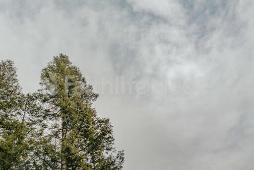 Trees and a Cloudy Sky
