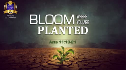 (5/23/21) Bloom Where You Are Planted