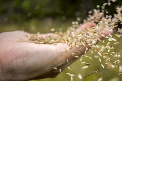 The Parable of the Sower - Faithlife Sermons