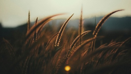 Our Living Hope in Christ