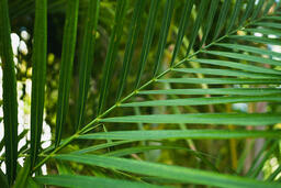 Palm Leaves  image 1
