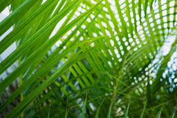 Palm Leaves  image 2