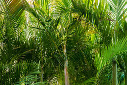 Palm Trees  image 2
