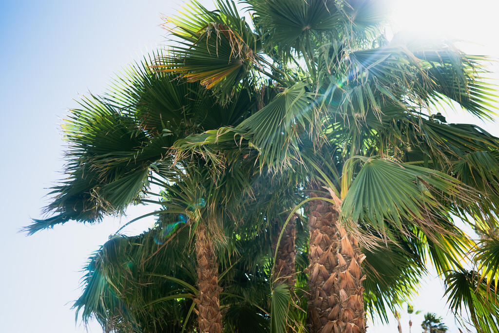 Palm Trees large preview