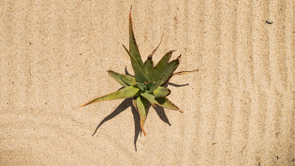 Desert Plant in the Sand large preview