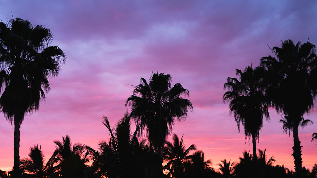 Palm Trees at Sunset large preview