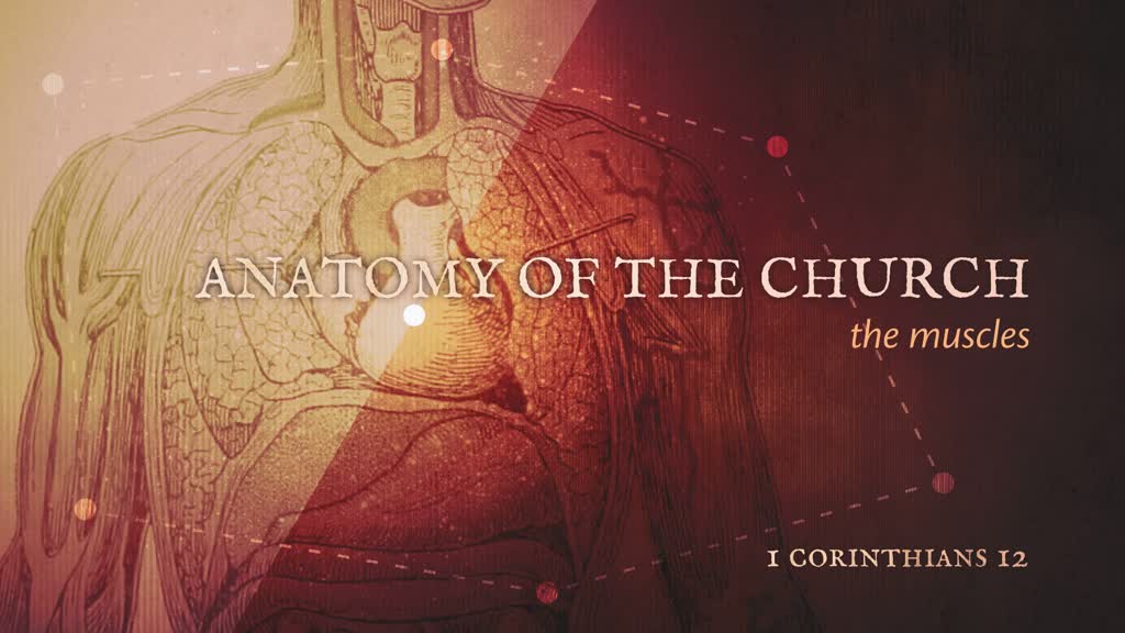 Bibble Mucles Anatomy of the Church: The Muscles (Part 1) - Logos Sermons