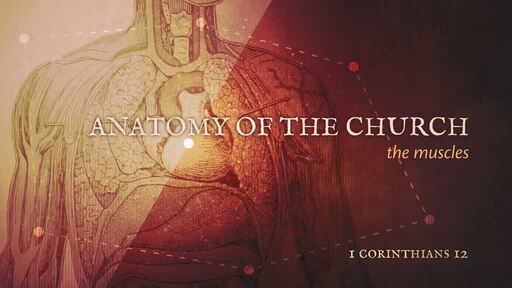 Anatomy of the Church: The Muscles (Part 1)