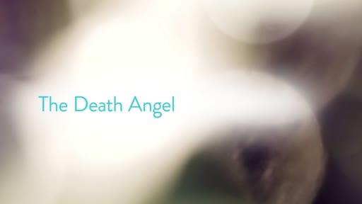 The Death Angel