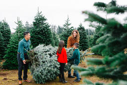 Young Family Carrying Christmas Tree  image 1