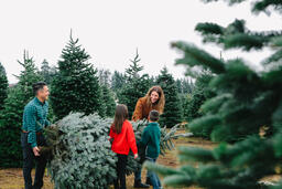 Young Family Carrying Christmas Tree  image 2