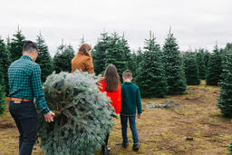Young Family Carrying Christmas Tree  image 1