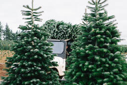 Fresh Christmas Tree on Top of a Car  image 2