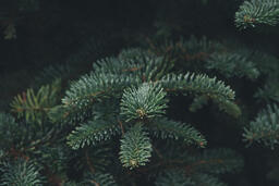Christmas Tree Branches  image 1