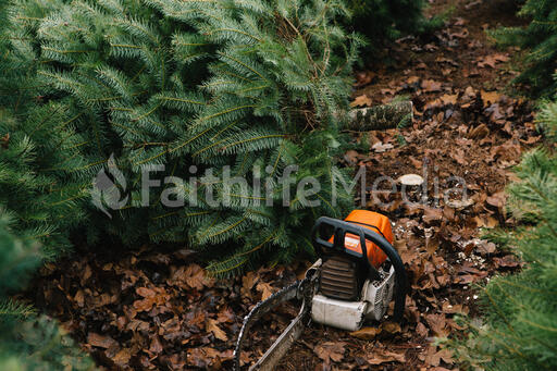 Freshly Cut Christmas Tree with a Saw