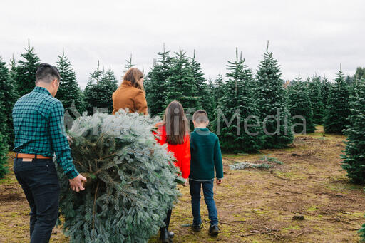 Young Family Carrying Christmas Tree