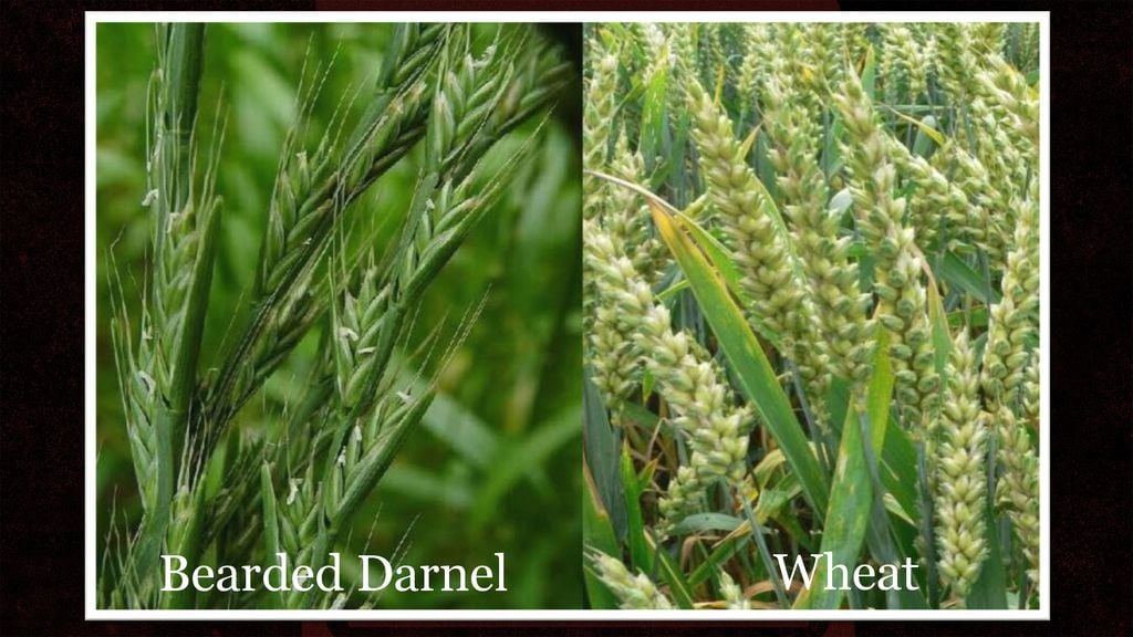 Weeds in the Wheat? Faithlife Sermons