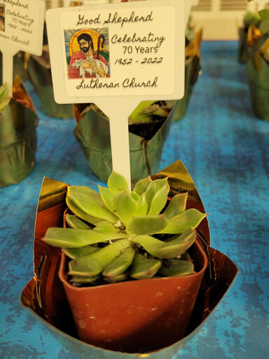 Plant Plant