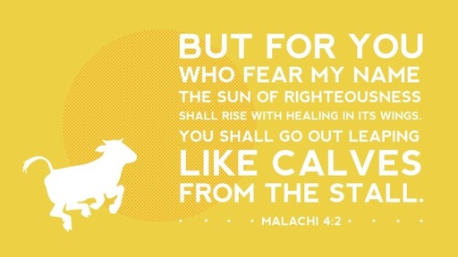 Trusting in the Sun of Righteousness