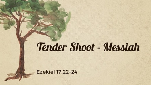 Tender Shoot - Messiah