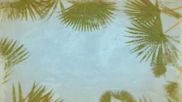 Summer Palm Leaves  PowerPoint Photoshop image 3