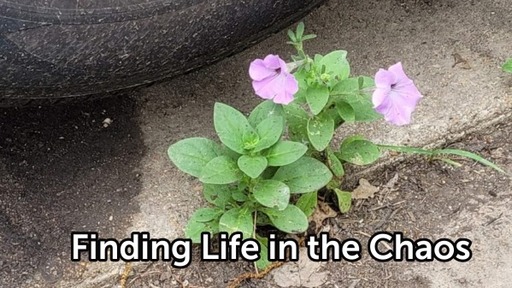 Finding Life in the Chaos