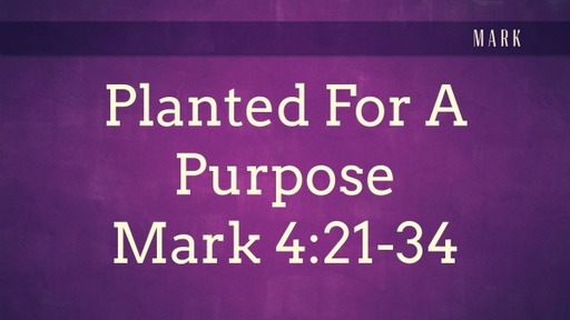Planted For A Purpose
