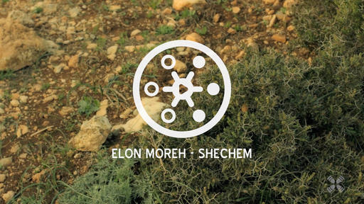 Elon Moreh
