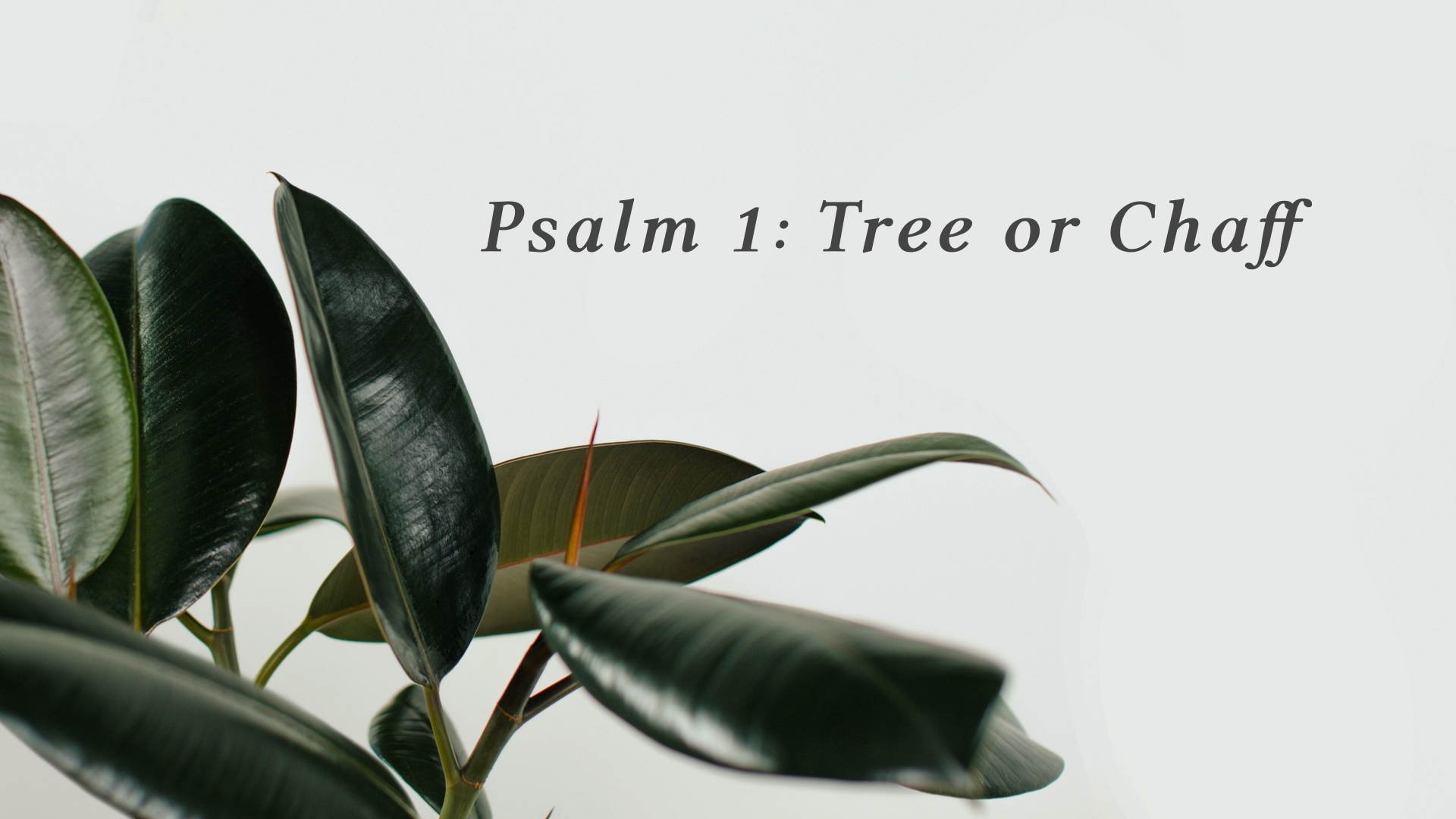 Psalm 1: Tree or Chaff - Logos Sermons