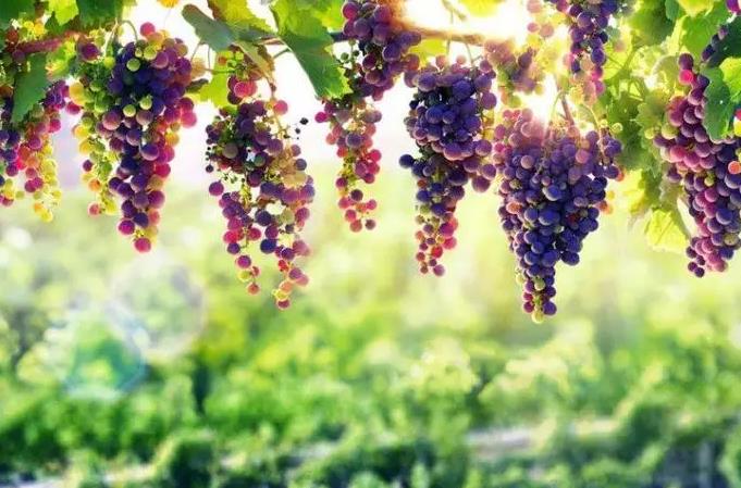 葡萄园的比喻 - Faithlife Sermons