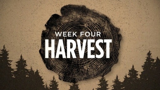 Rooted - Week 4: Harvest