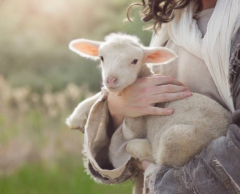 FEED THE FLOCK OF GOD Logos Sermons feed-the-flock-of-god-logos-sermons