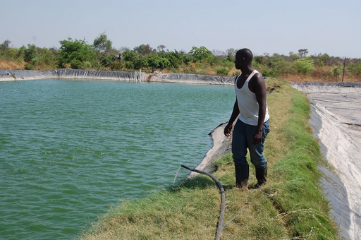 Zambia 3