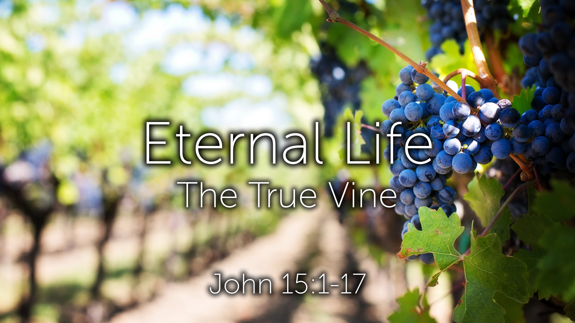 The True Vine