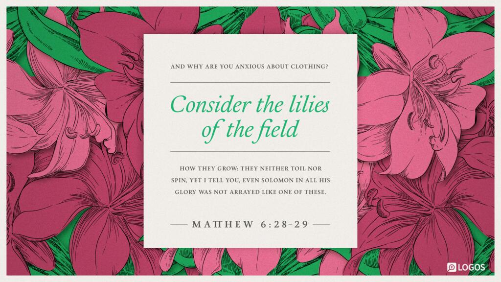 Matthew 6:28–29: And why are you anxious about clothing? Consider the lilies of the field, how they grow: they neither toil nor spin, yet I tell you, even Solomon in all his glory was not arrayed like one of these.